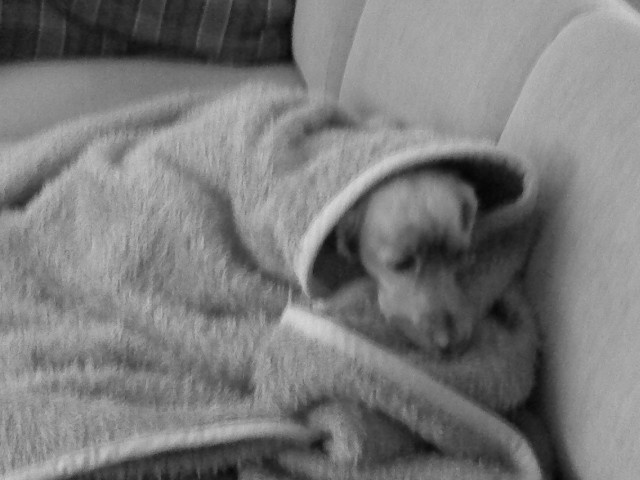 DSC00948.JPG