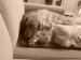 DSC00959.JPG